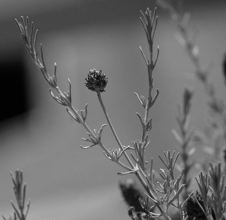 DSC04653.jpeg