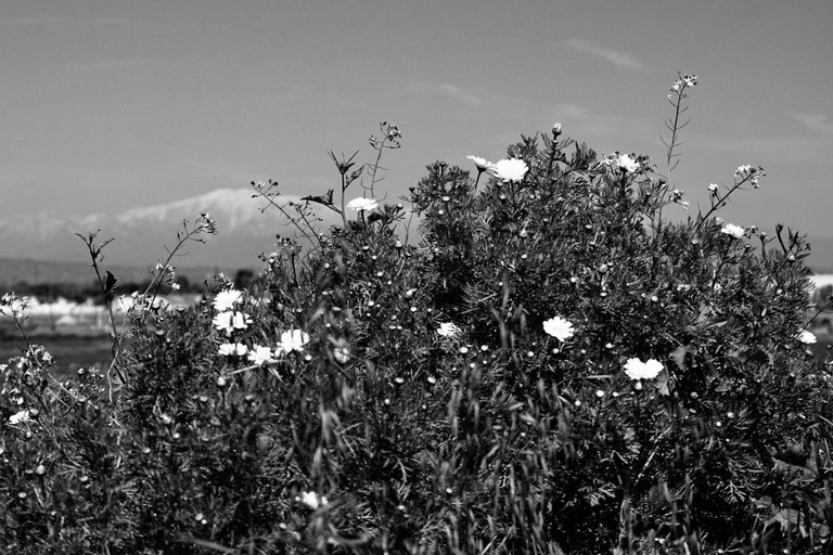 DSC08488.JPG