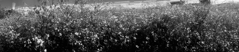 IMG_0483 copy.jpg