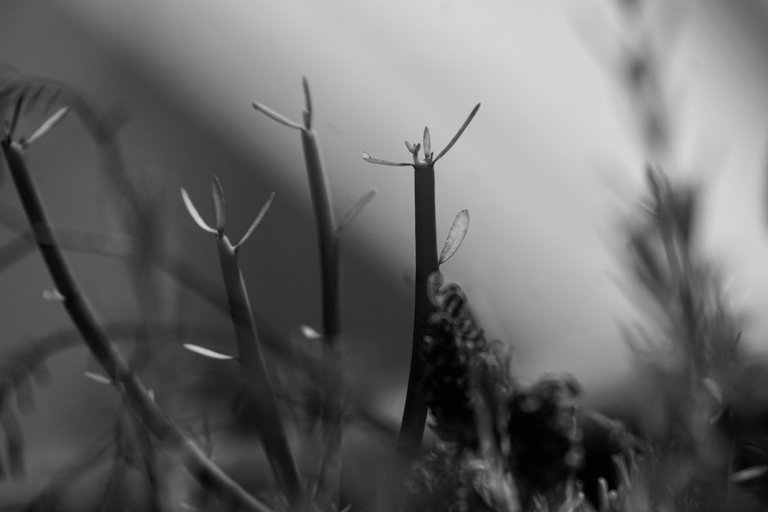DSC04644.jpeg