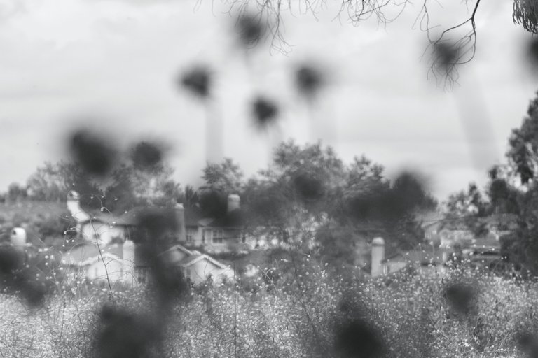 _DSC5264.jpeg