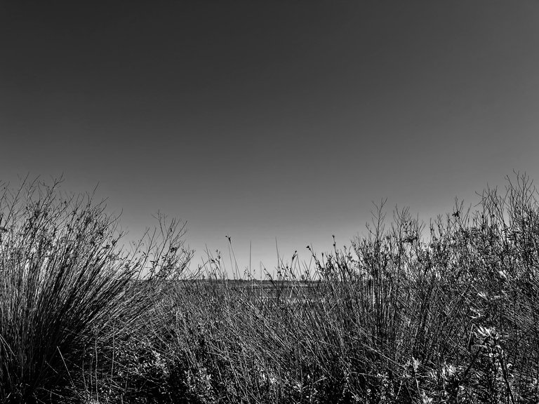 IMG_5621.jpg