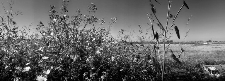 IMG_0482 copy.jpg