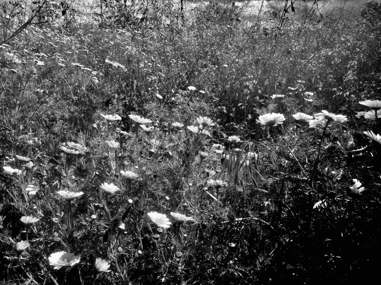 IMG_0487 copy.jpg