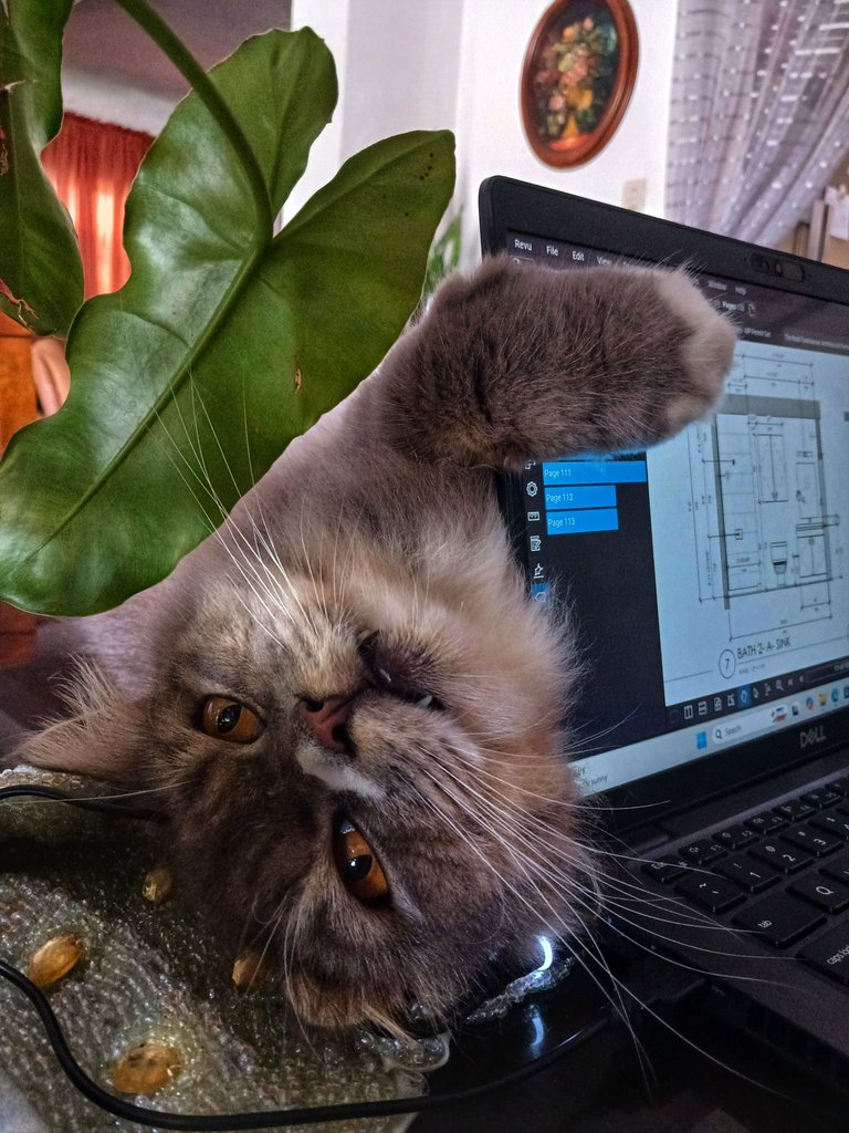20250621_115821.jpg