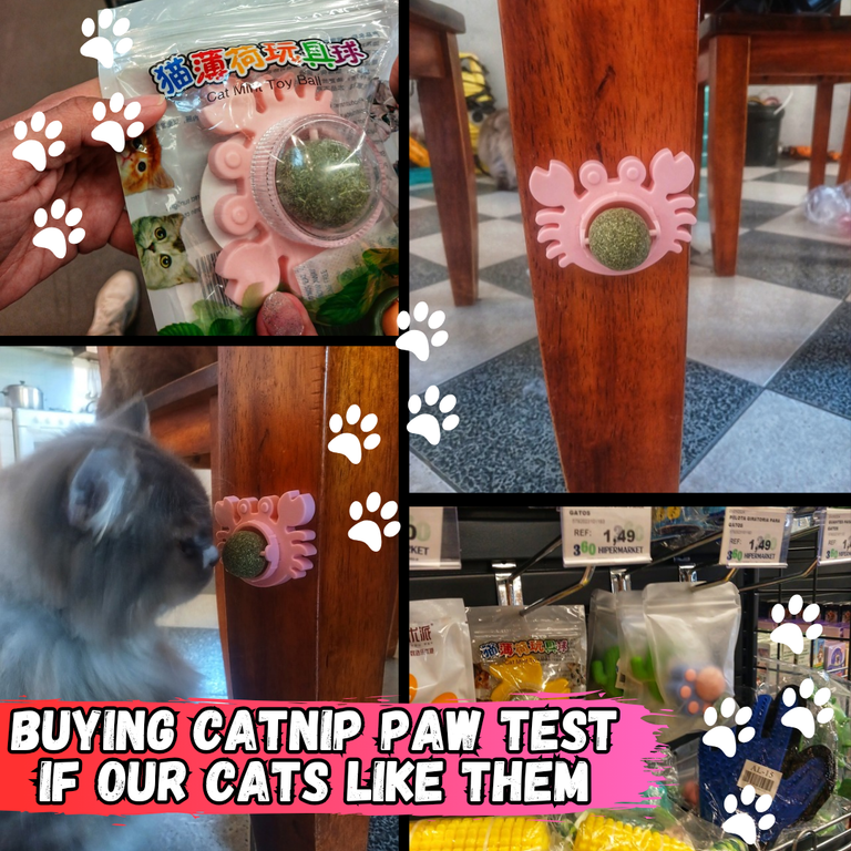 Buying catnip paw test if our cats like them_20241031_205657_0000.png