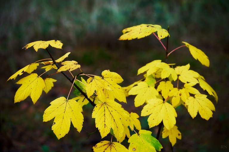RSphotos-23-10-25-RSP_5758.jpg