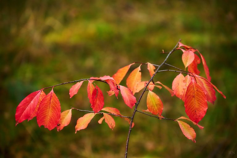 RSphotos-23-10-30-RSP_6223.jpg