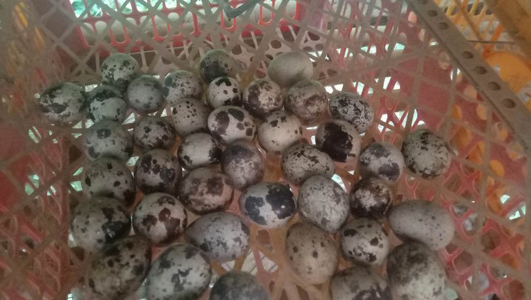 Quail eggs