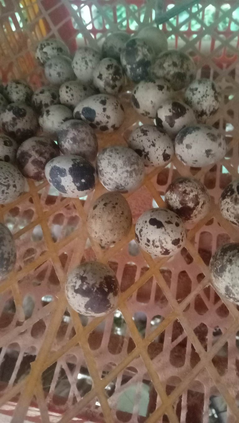 Quail eggs advantage