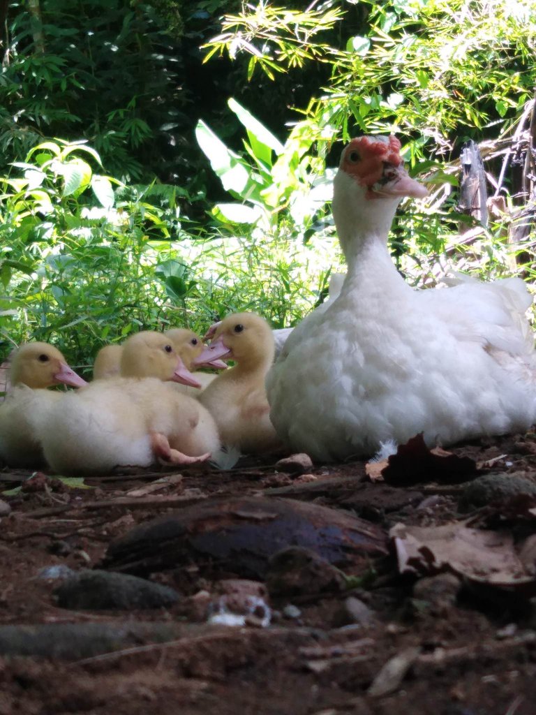 Muscovy Ducks