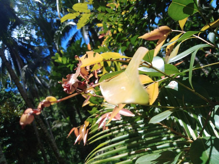 Leaves catching sunlight