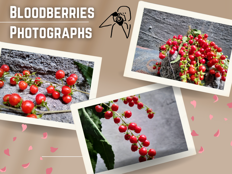 Harvested Bloodberry_20250123_163314_0000.png