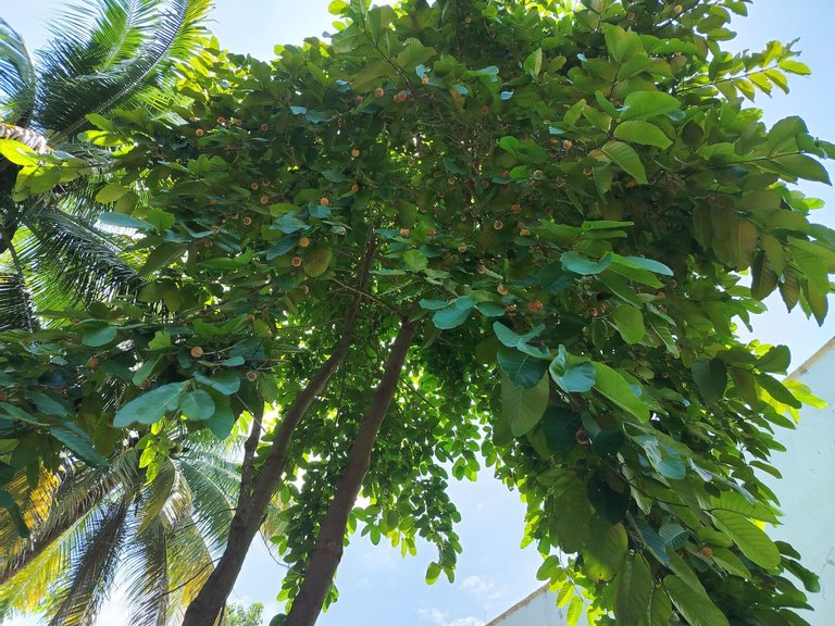 IMG_20250628_154437.jpg