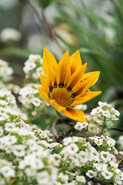 free-photo-of-yellow-flower.jpeg