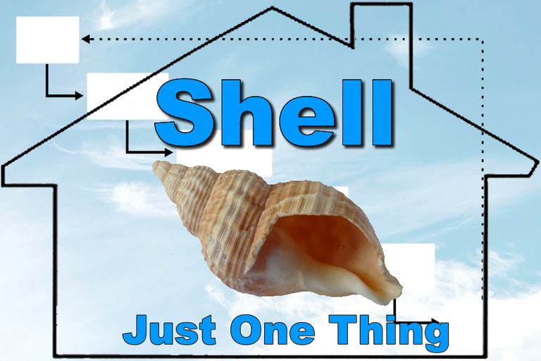 shell.png