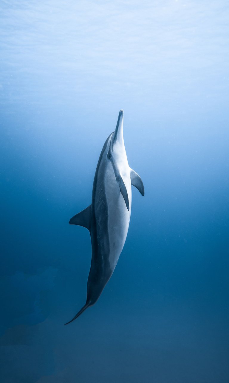 05-pexels-daniel-torobekov-4886378-Dolphin.jpg