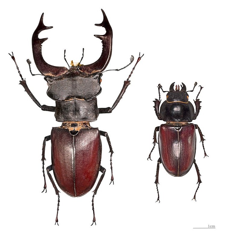 Cerf-volant_MHNT_male_et_femelle.jpg