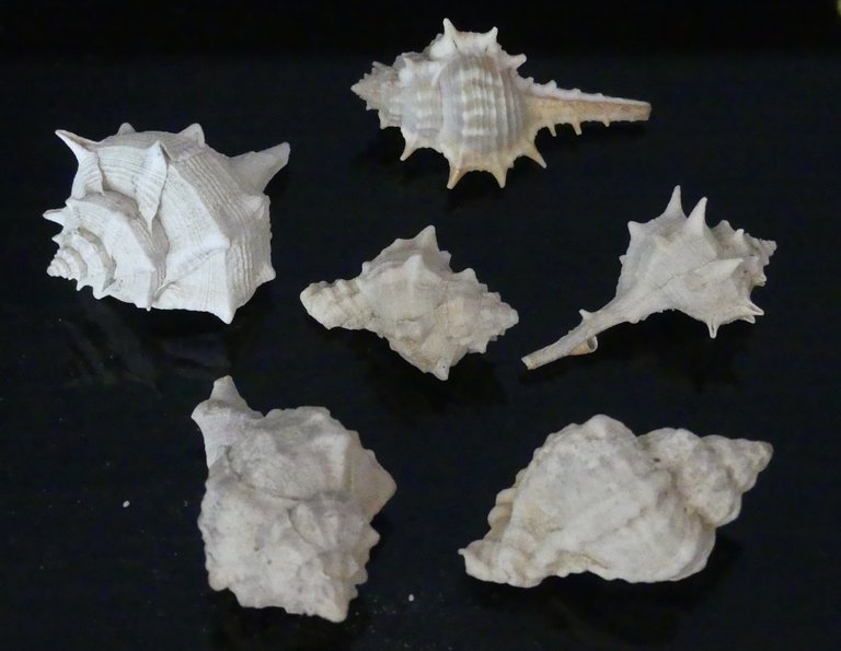 Murex (trunculus and brandaris) shells on display in the lobby of the Murex Hotel in Tyre/Sour, Southern Lebanon. RomanDeckert, CC BY-SA 4.0, via Wikimedia Commons.