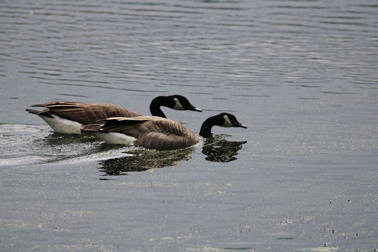 twp geese swimming.JPG