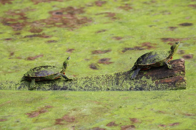 turtles on a log.JPG