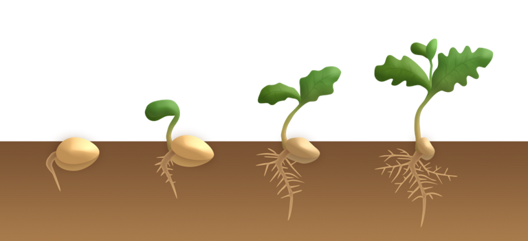 800px-Dicotyledon_flower_germination_-_hypogeal.png