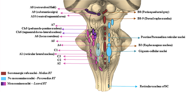 1280px-The_chemical_neuroanatomy_of_the_brainstem_reticular_formation_(BRF).png