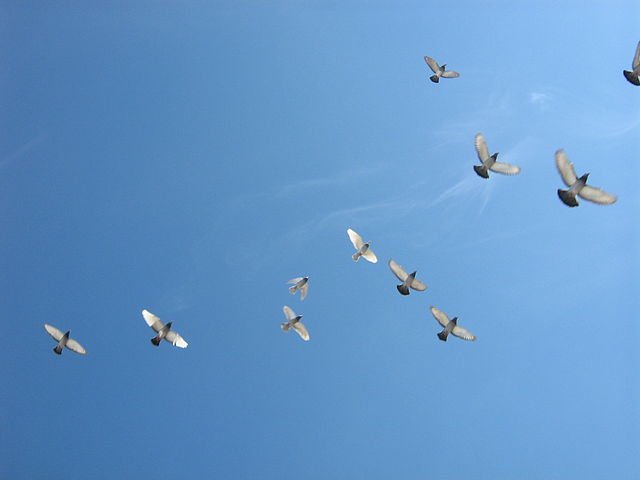 640px-Flying-birds.jpg