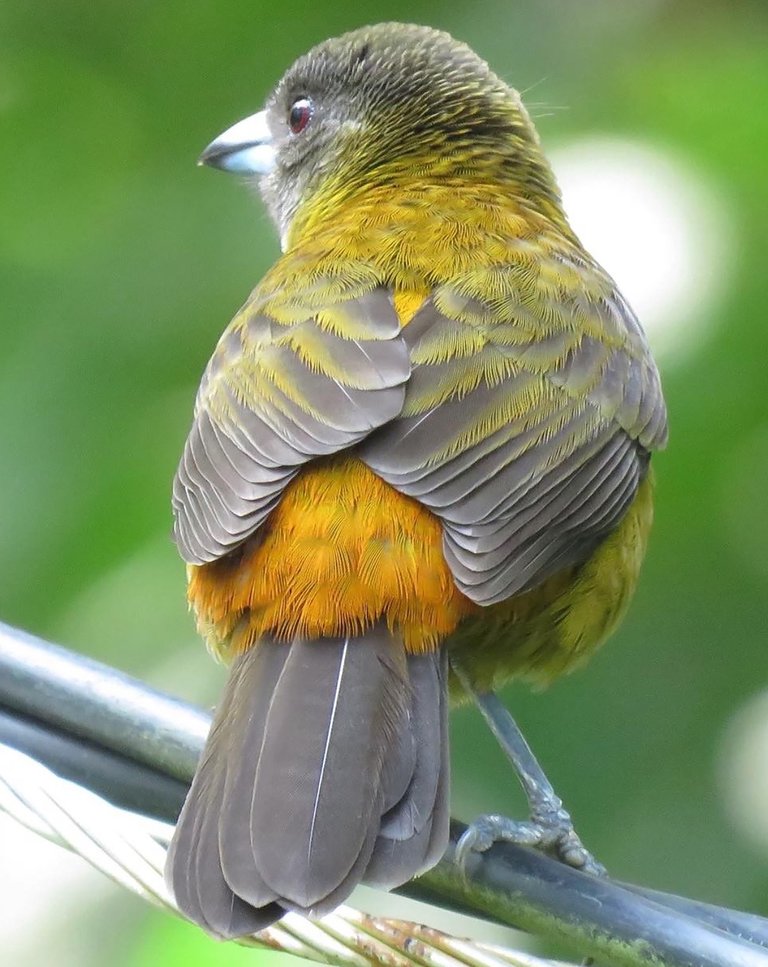 tanager from behind costa rica.jpg