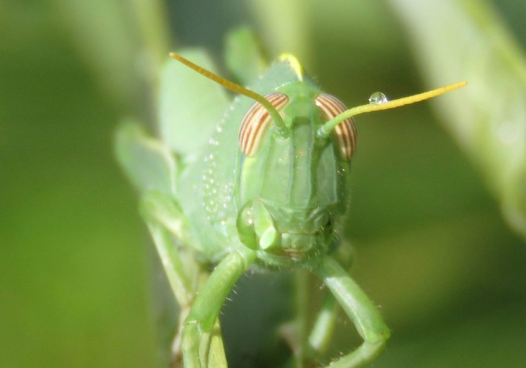 RAINDROP ON GRASSHOPPER FOR MARJANKO.jpg