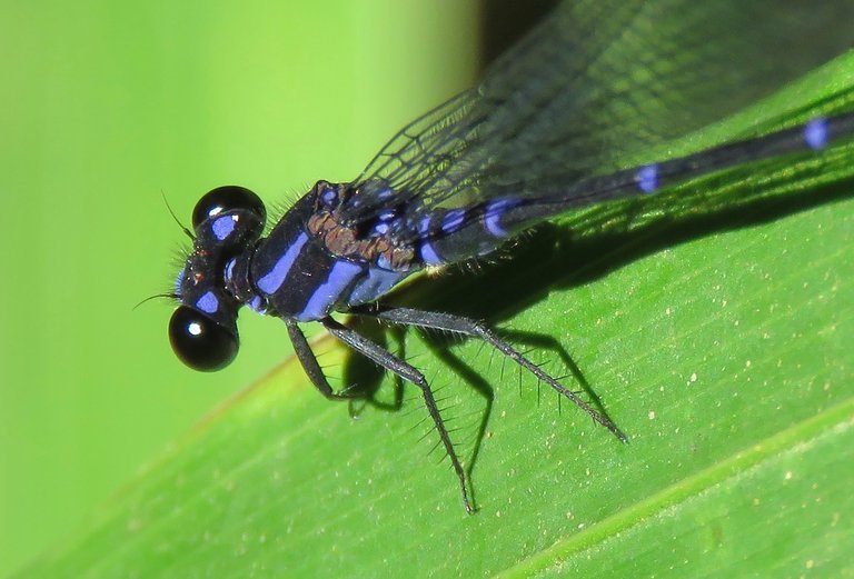 Blue Damselfly.jpg