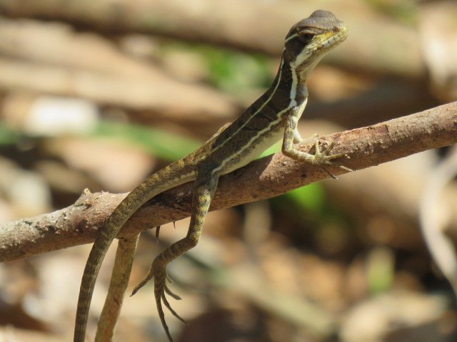 IMG_6624.jpg