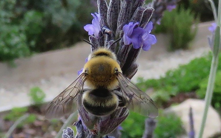 bumblebee on lavander.jpg