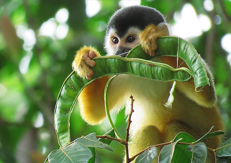 sqirrel monkey with icecream bean.jpg