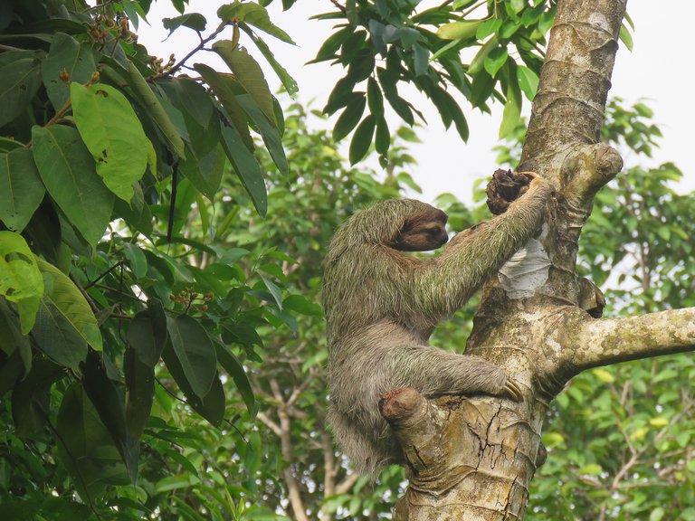 sloth costa rica.jpg