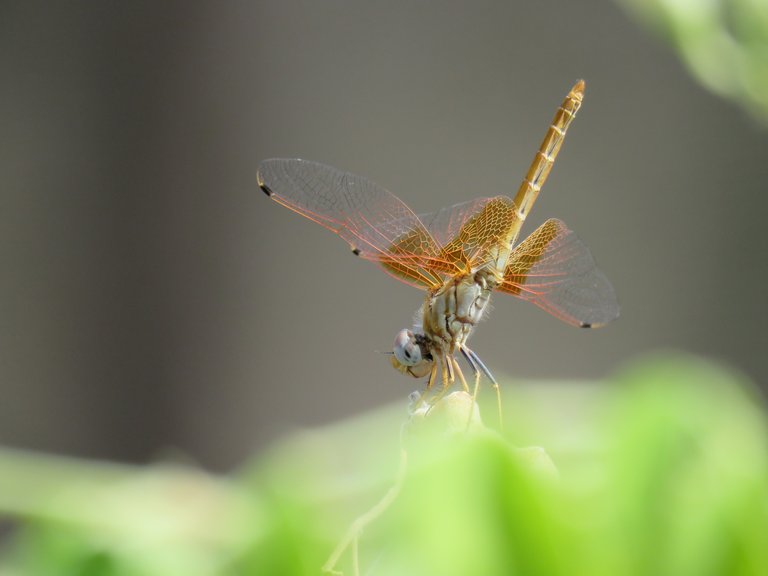 Golden Dragonfly.jpg