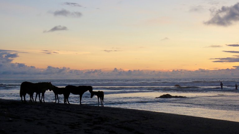 Horses on the beach costa rica.jpg