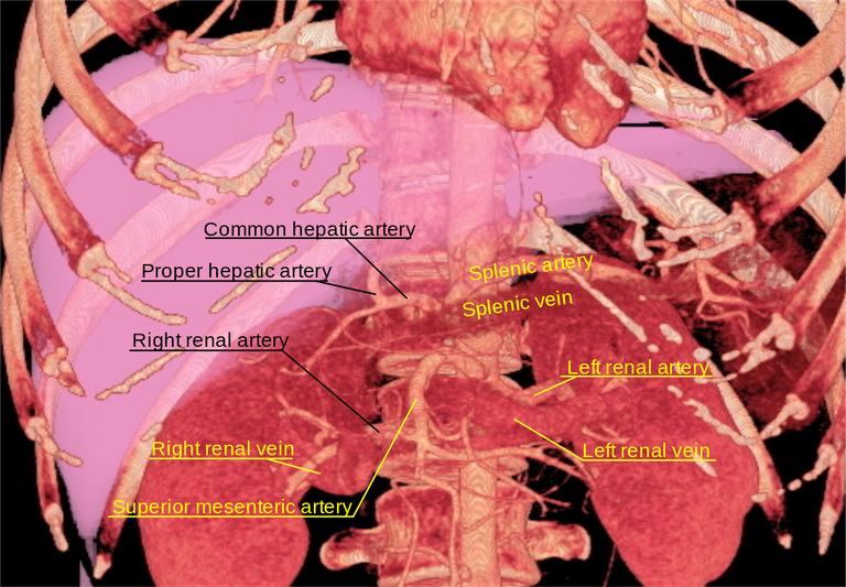 1280px-3D_rendered_CT_of_abdominal_aortic_branches_and_kidneys.svg.png