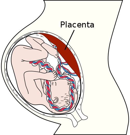 500px-Placenta.svg.png