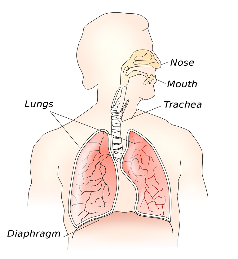 Respiratory_system.svg.png
