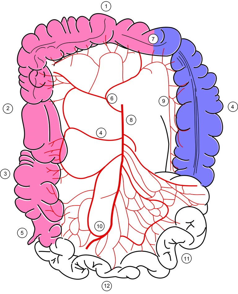 1280px-Colonic_blood_supply.svg.png