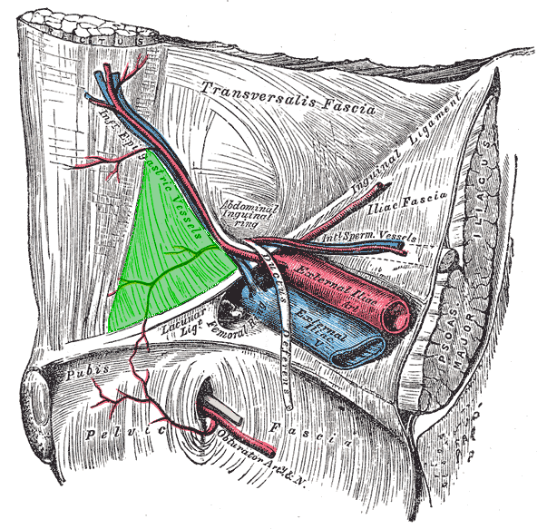 Inguinal_triangle.png