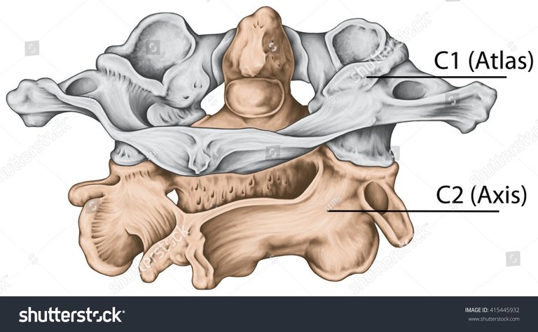 stock-photo-didactic-board-cervical-spine-vertebral-morphology-first-and-second-cervical-vertebra-cervical-415445932.jpg