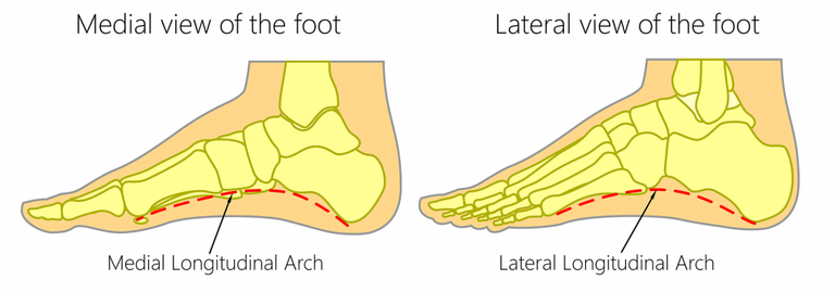 The-Longitudinal-Arches-of-the-Foot-1024x359.png