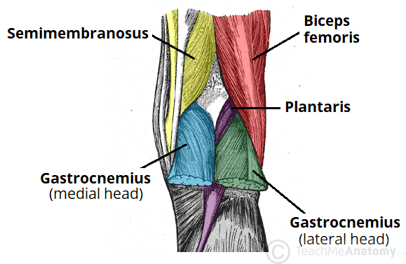 Borders-of-the-Popliteal-Fossa.png