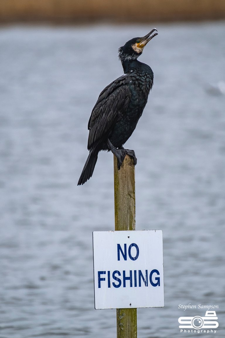 Cormorant.jpg