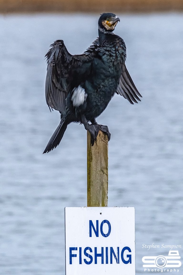 Cormorant 1.jpg