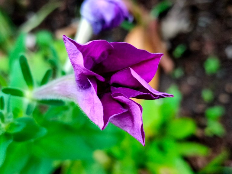 Rainy_weather_petunia.jpg