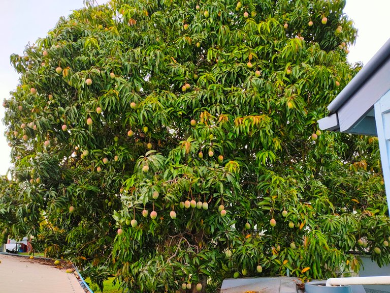 Rainy_weather_mango_tree.jpg