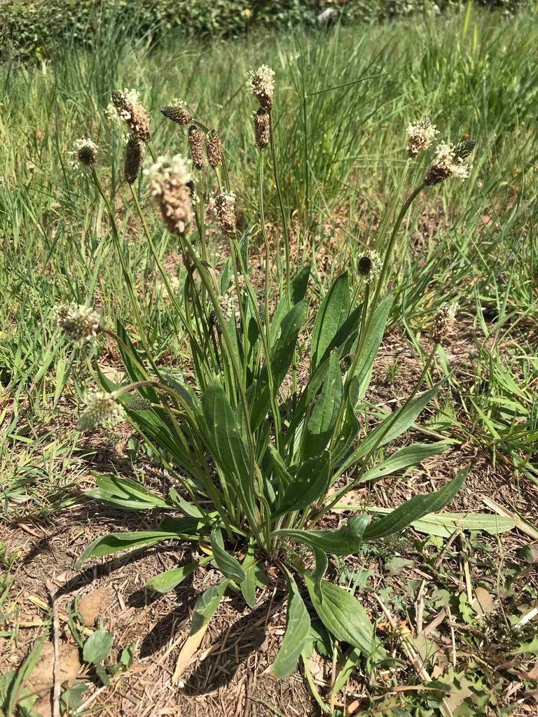 plantain.jpg